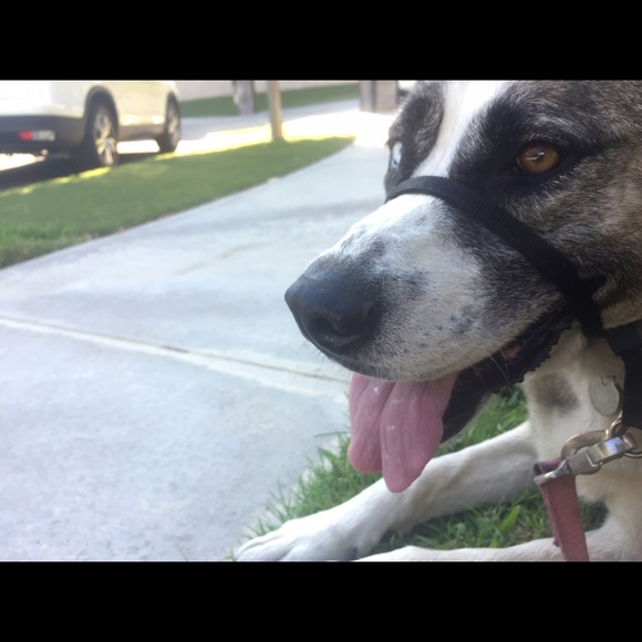 Meet your Posher, Cali - Picture 1 of 1