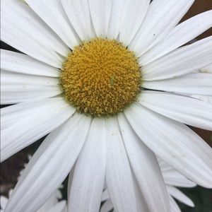 Meet your Posher, Lexi