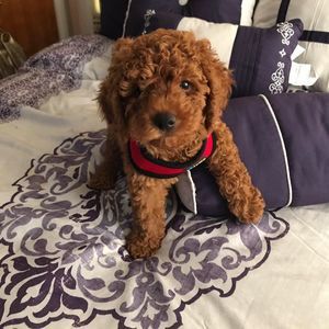 Meet your Posher, Nichelle