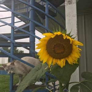 Meet your Posher, Dolores