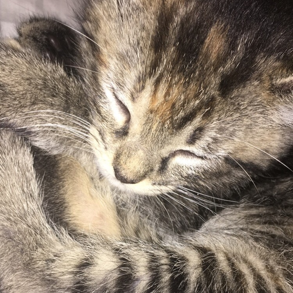 Meet your Posher, Morgan
