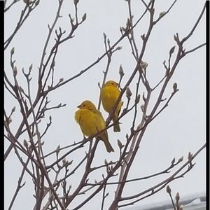 Meet your Posher, Barbara