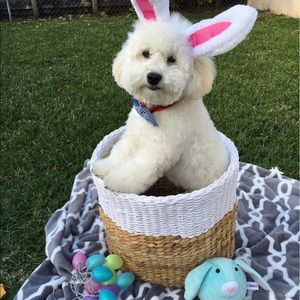 Meet your Posher, Elizabeth