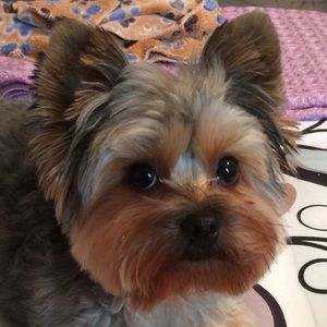 Meet your Posher, Annie