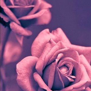 Meet your Posher, Annie