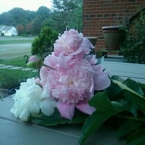 Meet your Posher, Billie