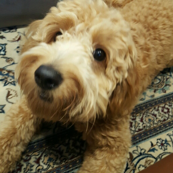 Meet your Posher, David - Picture 1 of 1