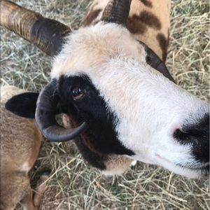 Meet your Posher, Bailey