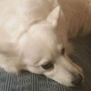 Meet your Posher, Vivian