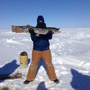 Meet your Posher, Scotty