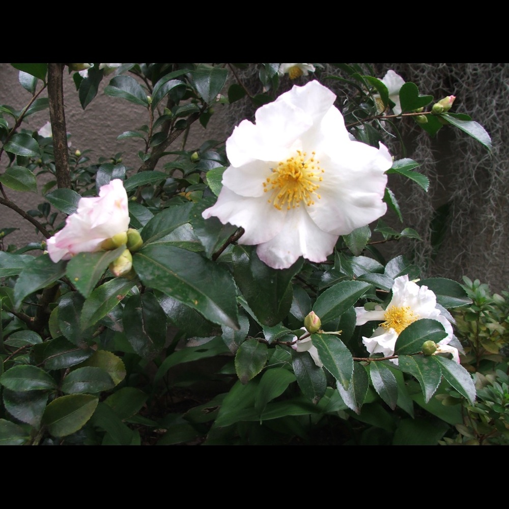 Meet your Posher, Miriam