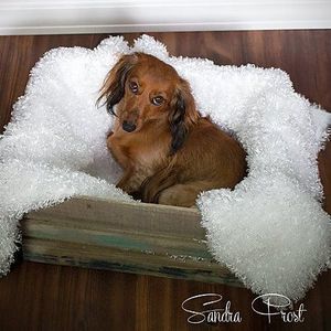 Meet your Posher, Sandra