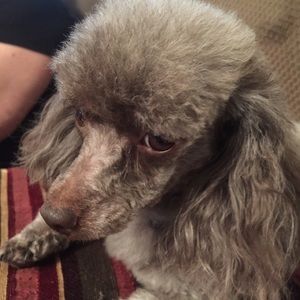 Meet your Posher, Wendy