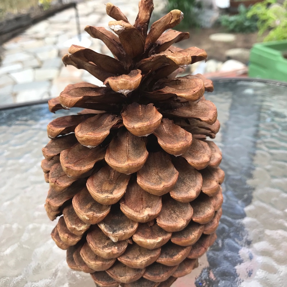 12 x Huge Pine cones about  7"each