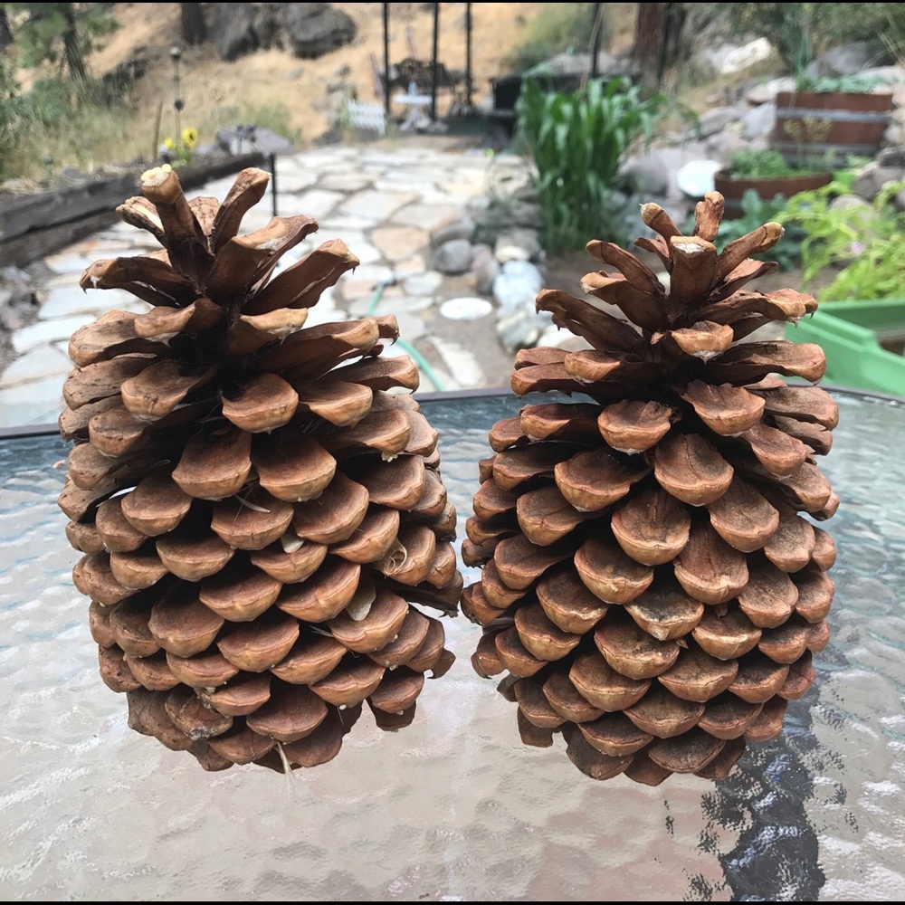 12 x Huge Pine cones about  7"each - Picture 2 of 2