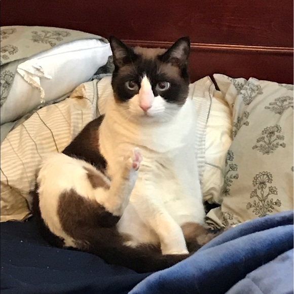 Meet your Posher, Chih - Picture 1 of 1