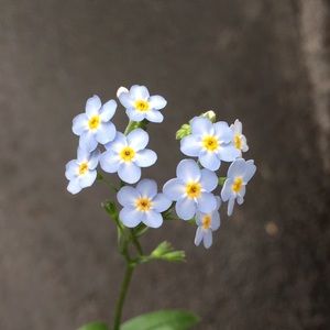 Meet your Posher, Toni