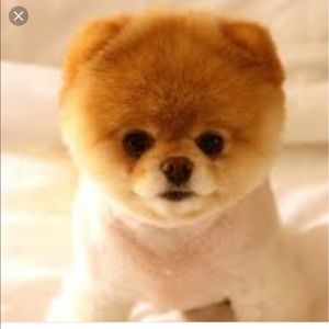 Meet your Posher, Jose