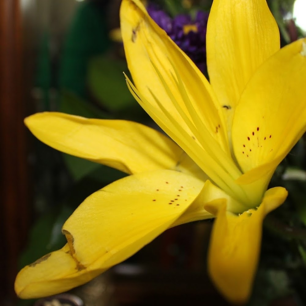 Meet your Posher, Tracy