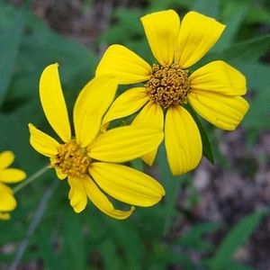 Meet your Posher, Ciara