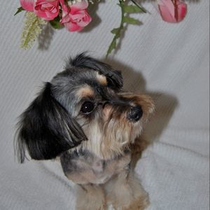 Meet your Posher, Isabella