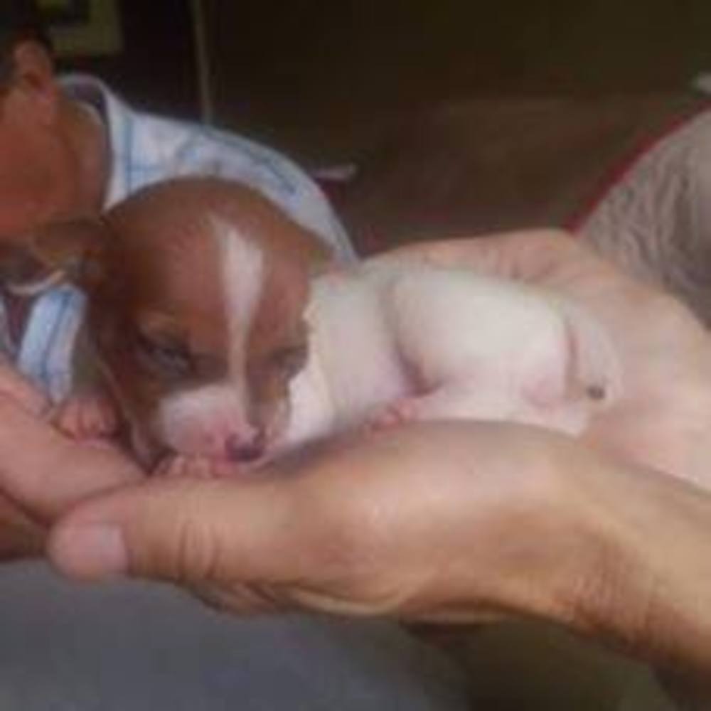 Meet your Posher, Pam