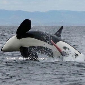 Meet your Posher, Marquellus