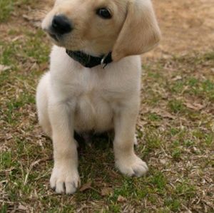 Meet your Posher, Isabella