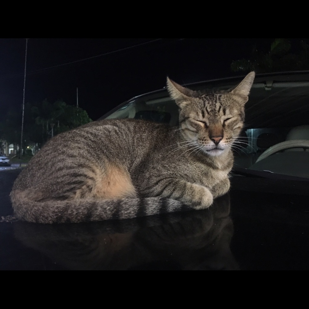 Meet your Posher, Ivan