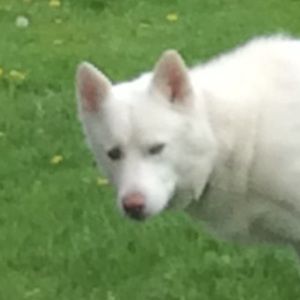 Meet your Posher, Marshall