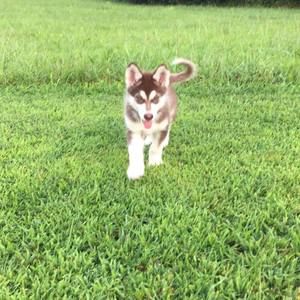 Meet your Posher, Nicholas