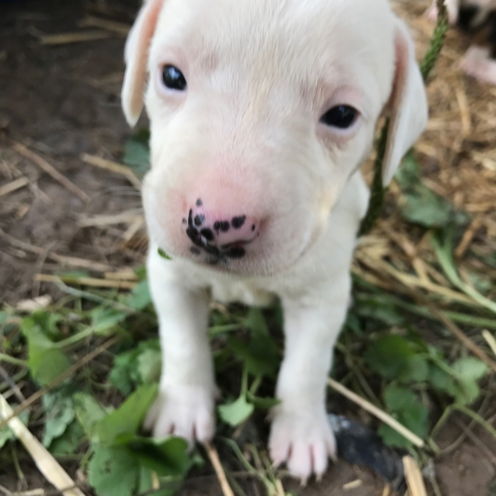 Meet your Posher, Syd