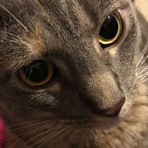 Meet your Posher, Vonetta