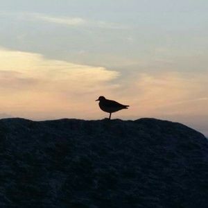 Meet your Posher, Alicia