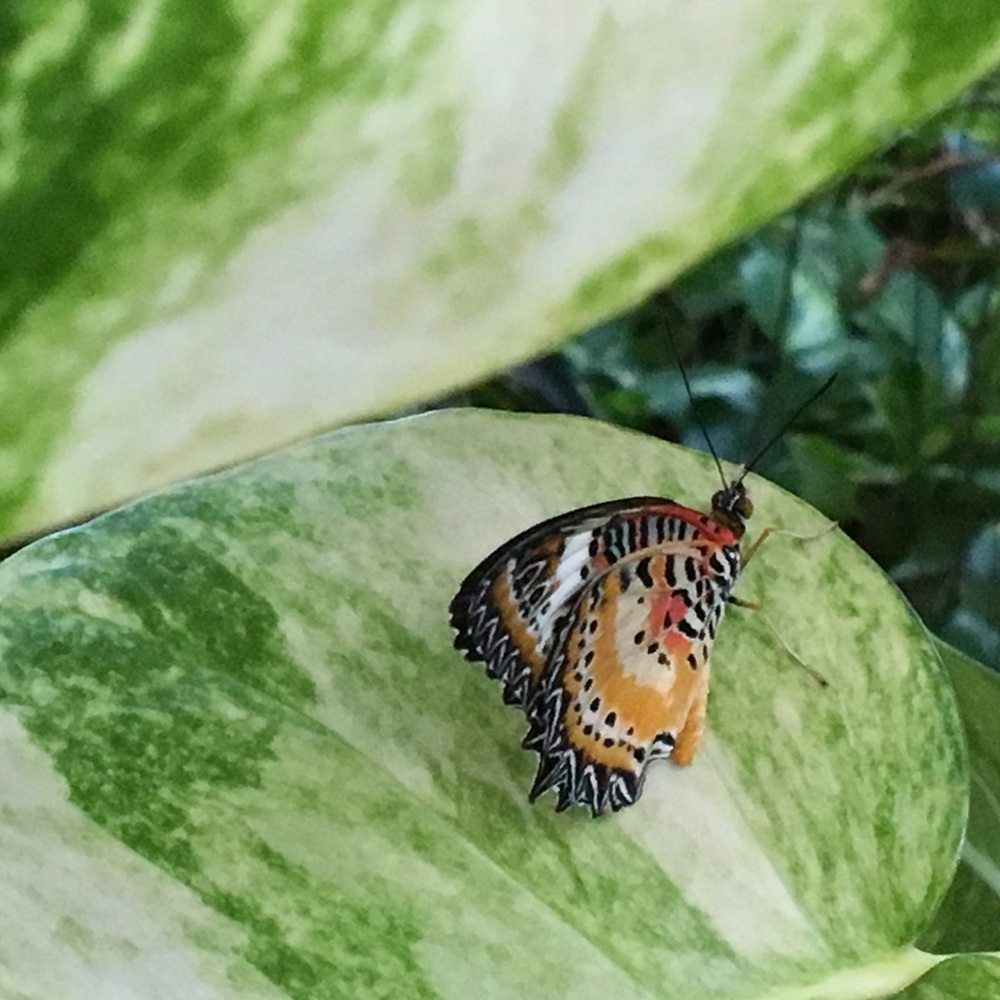 Meet your Posher, Ash