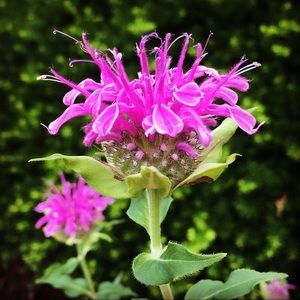 Meet your Posher, Kristin