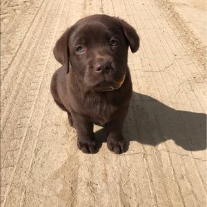 Meet your Posher, Joe