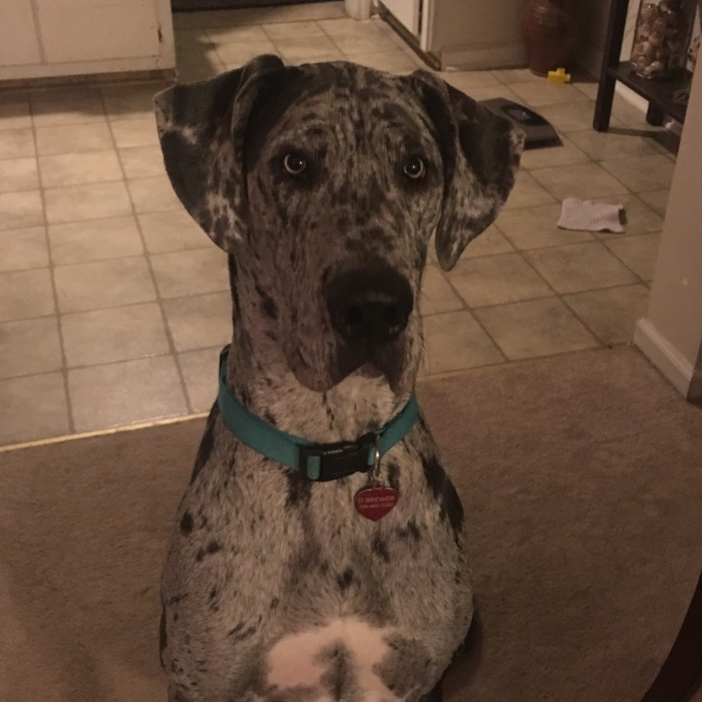 Meet your Posher, Emma