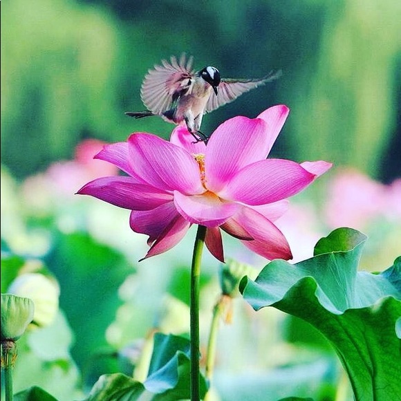 Meet your Posher, Jenny - Picture 3 of 5