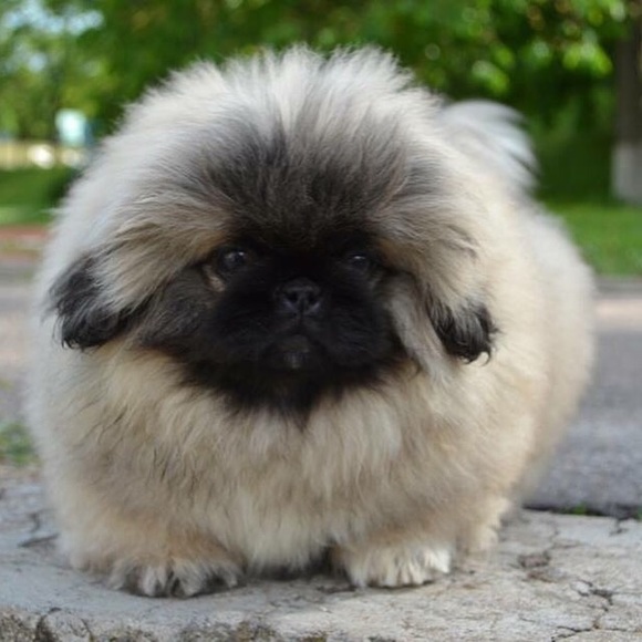 Meet your Posher, Jenny - Picture 4 of 5