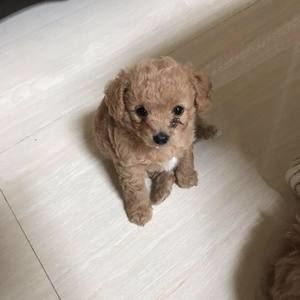 Meet your Posher, Rainbow