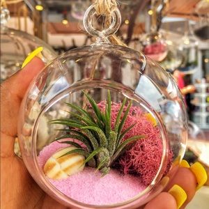 Hanging Glass AIRPLANTS