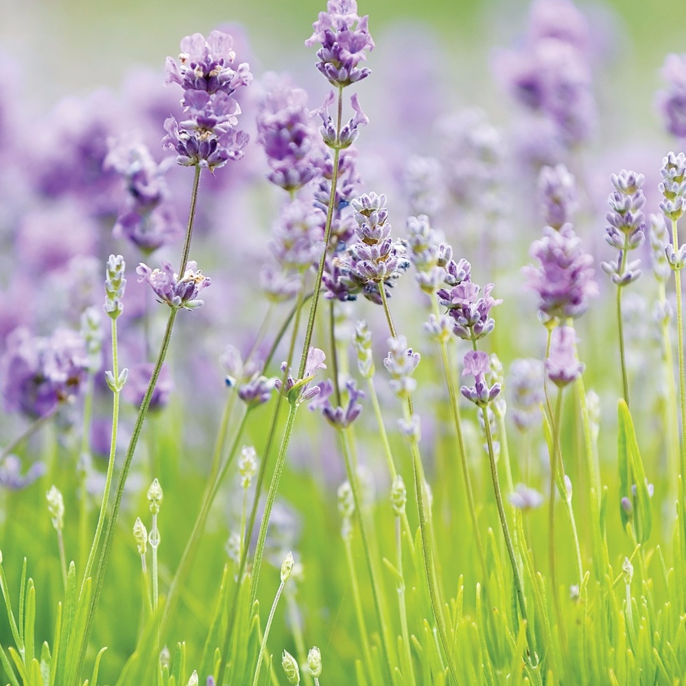 Meet your Posher, klindke