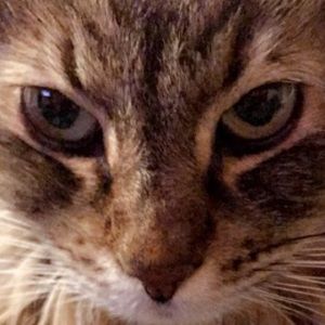 Meet your Posher, Dante