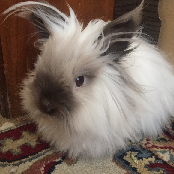 Meet your Posher - Picture 2 of 5