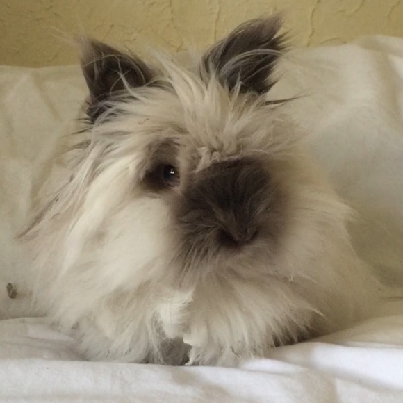 Meet your Posher - Picture 4 of 5