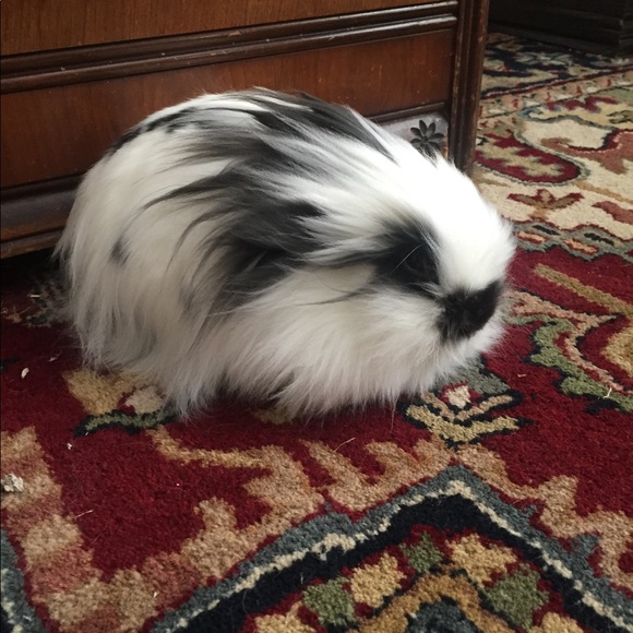 Meet your Posher - Picture 5 of 5