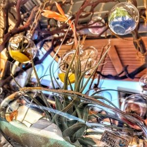 Blooming Airplant 15 years