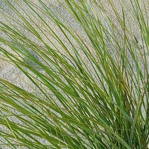 Meet your Posher, Faye