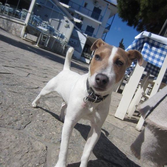 Meet your Posher, Toree - Picture 1 of 1